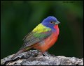 _6SB2355 painted bunting